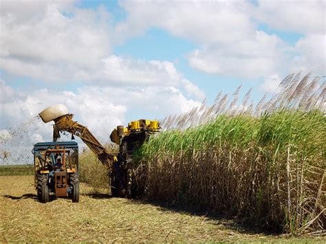 Sugar Cane Harvesting Free Photo Download | FreeImages