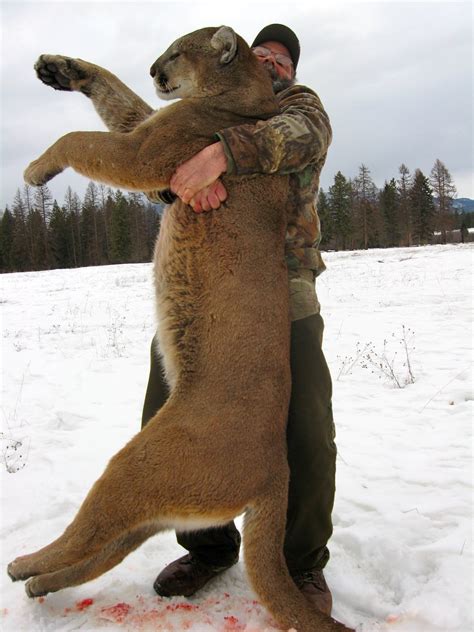 Mountain Lion Hunting, Best MT cougar Hunting Guides