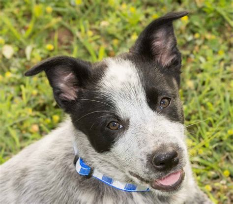 Is the Australian Shepherd Blue Heeler mix right for you? - K9 Web