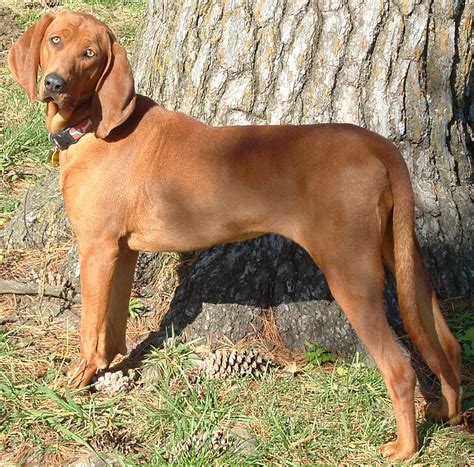 Redbone Coonhound Info, Temperament, Training, Puppies, Pictures