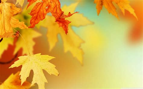 Autumn Leaves Photos - Wallpaper, High Definition, High Quality, Widescreen