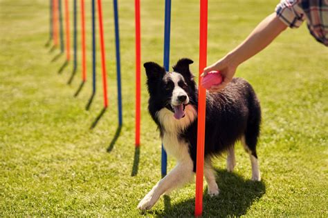 Best Agility Training Products for Dogs – Training My Best Friend