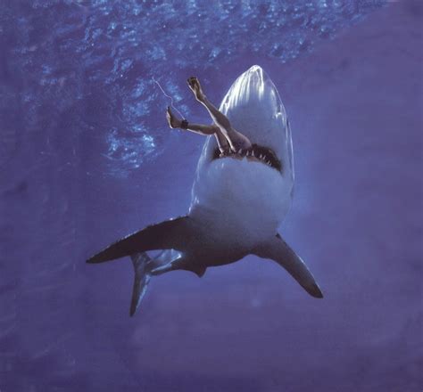 Shark Attack! – Why sharks attack humans | Blogging about animal behaviour (2010)