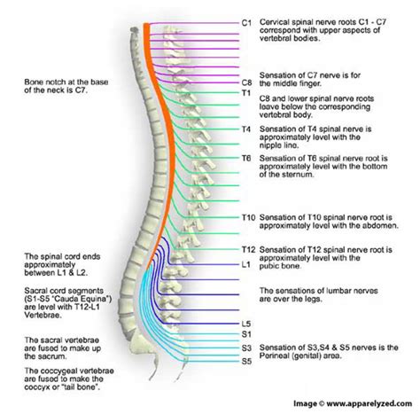 All About The Spinal Cord and Its Importance | HubPages