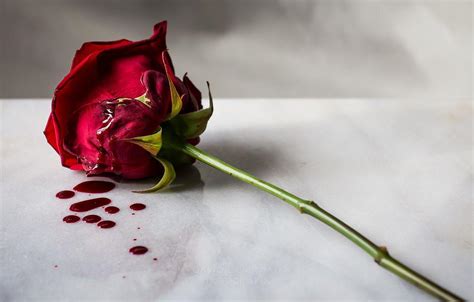 Blood Rose Wallpapers - Top Free Blood Rose Backgrounds - WallpaperAccess