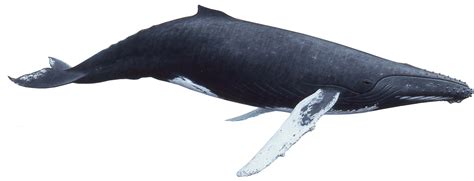 Humpback Whale transparent PNG - StickPNG