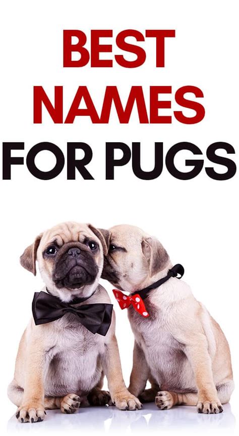 Pug Dog Names: The Ultimate List of Pug Names To Help You Out