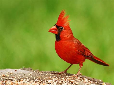 Top 6 Best Cardinal Bird Feeders in 2017 to Get Cardinals in Your Yard | Animallama