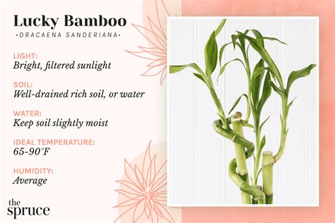 Lucky Bamboo: Indoor Plant Care & Growing Guide