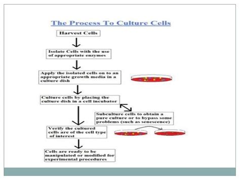 Animal cell, tissue culture