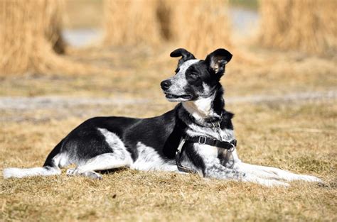 Border Collie Blue Heeler Mix - Top Facts & Guide - Animal Corner