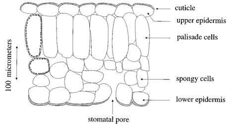 32+ cross section of a leaf diagram - ArujRainny