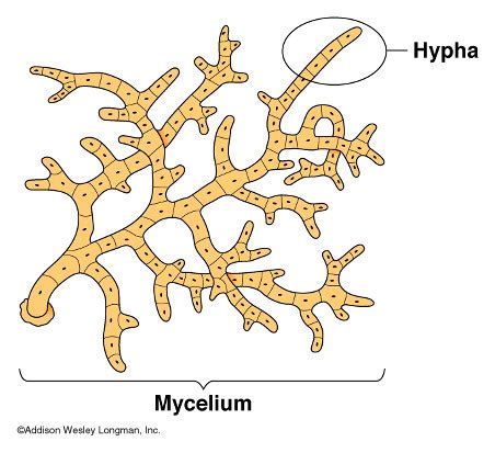 Fungi 🔬 - المسلسل من غيداء طلال بصفر🇸🇦 @ghayda_basfar - رتبها