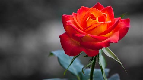 Beautiful Rose Wallpapers HD - WallpaperSafari