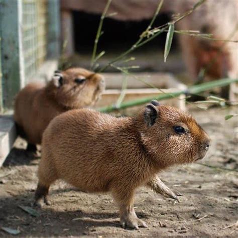 Baby Capybaras : r/babyanimals