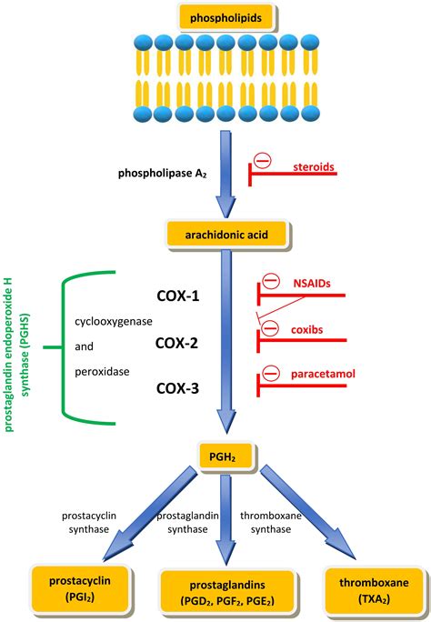 Riluzole Mechanism Of Action