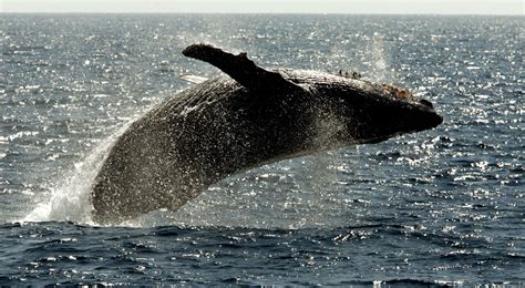 Pacific Ocean Whales