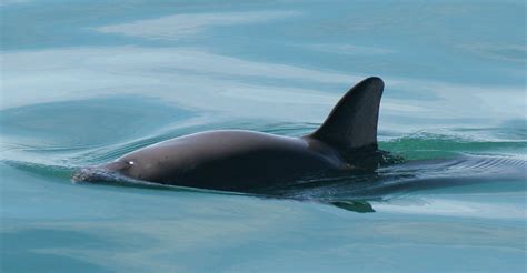 The Plight of the Vaquita Porpoise - The Atlantic