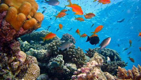 10 Marine Biome Facts You Must Know