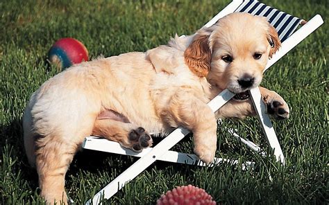 Cute Golden Retriever Puppies Wallpaper (56+ images)