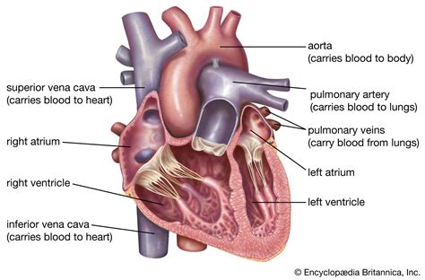 Capture the Essence of Emotion: Stunning Human Heart Drawing Images to Inspire your Artistic Side