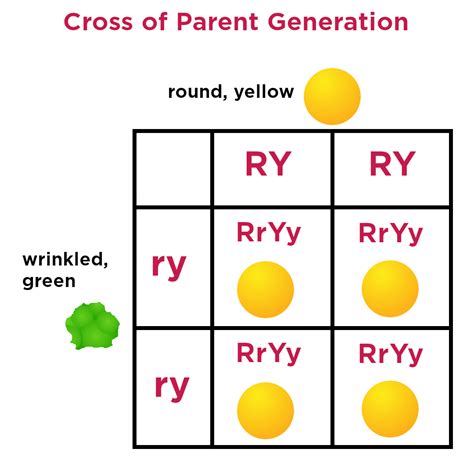 Dihybrid Crosses — Definition & Examples - Expii