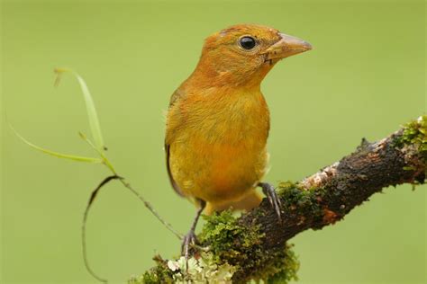 Summer tanager female - Wildlife - Photo.net