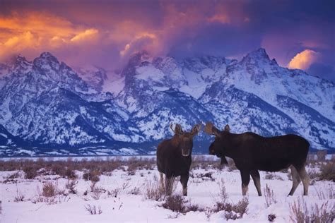 Grand Teton National Park in Winter: Things to Do & Where to Stay