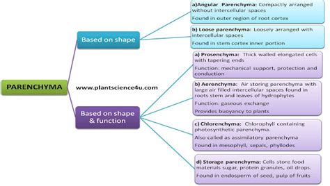 Types Of Parenchyma