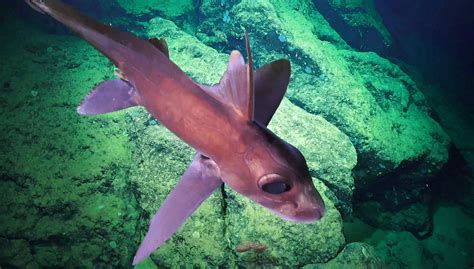 Spooky New Photos Show The Alien Creatures Of The Deep Ocean | Gizmodo Australia