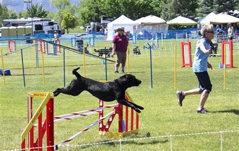 Dogs show off skills at agility trials in Cortez – The Journal