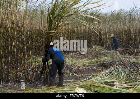 Manual harvesting of sugar cane Stock Photo - Alamy