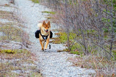 Tips for Hiking With Small Dogs - The Opulent Hound