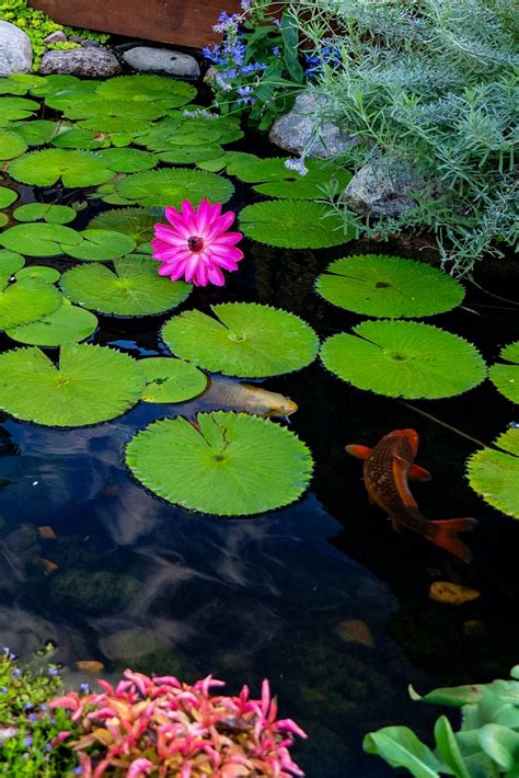 My Koi Pond: How to Create a Serene and Beautiful Oasis - Pond and Garden Ideas