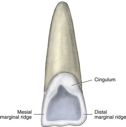 16. Permanent Anterior Teeth | Pocket Dentistry