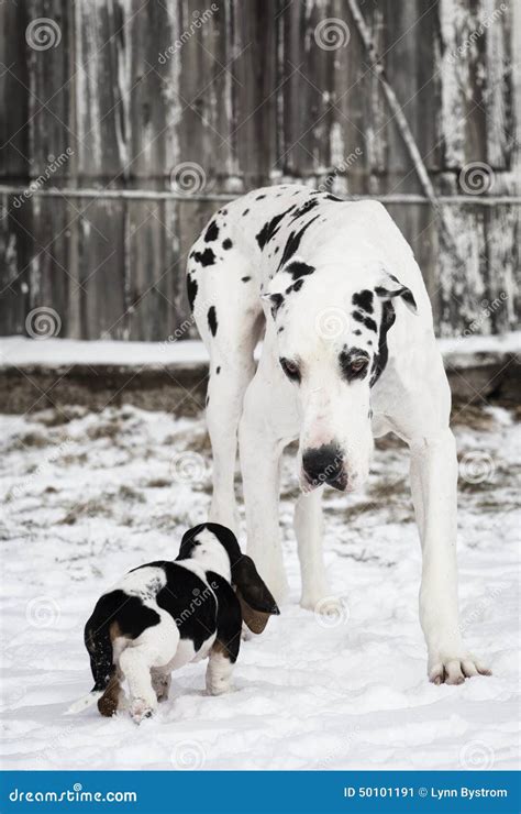 Great Dane and Basset Hound Friendship Stock Image - Image of friendship, mammal: 50101191