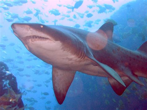 Grey nurse shark conservation - Wikipedia