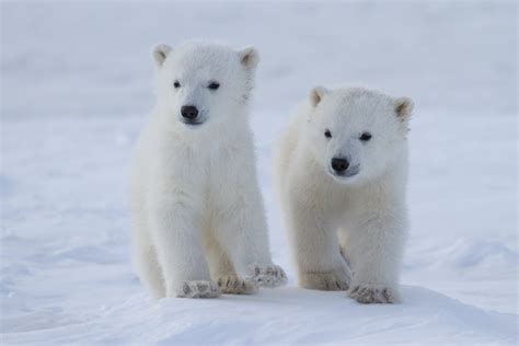 Photos: Polar bear cubs | Canadian Geographic