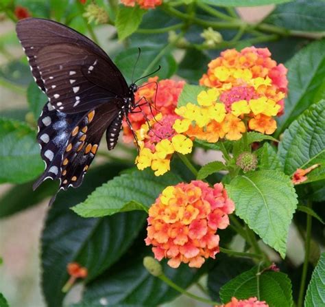 6 Go-To Flowers You'll Want to Plant in Your Butterfly Garden