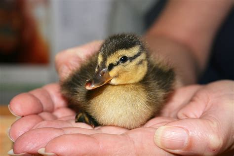 Ducklings born early due to warmest December in decades | Metro News