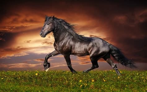 Horse Full HD Wallpaper and Background Image | 1920x1200 | ID:428231