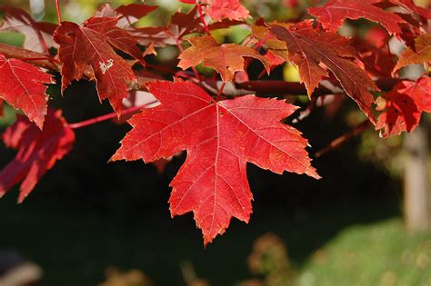 Rhode Island State Tree | Red Maple