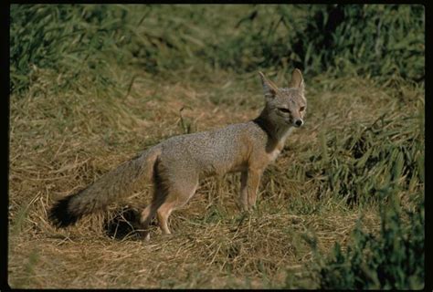 Free picture: Joaquin, kit, fox, male