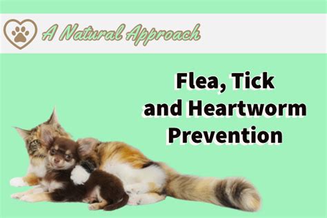 Blog - Flea, Tick and Heartworm Prevention: A Natural Approach - Back To The Bone