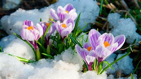 Flowers in Snow Wallpapers - Top Free Flowers in Snow Backgrounds - WallpaperAccess