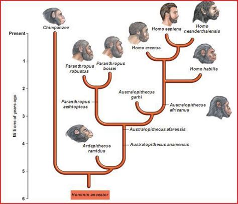 Human evolution, Human evolution tree, Phylogenetic tree