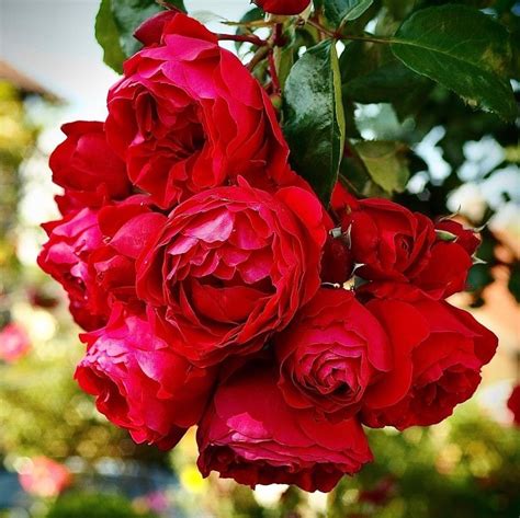 15 Best Red Climbing Roses - SONG OF ROSES