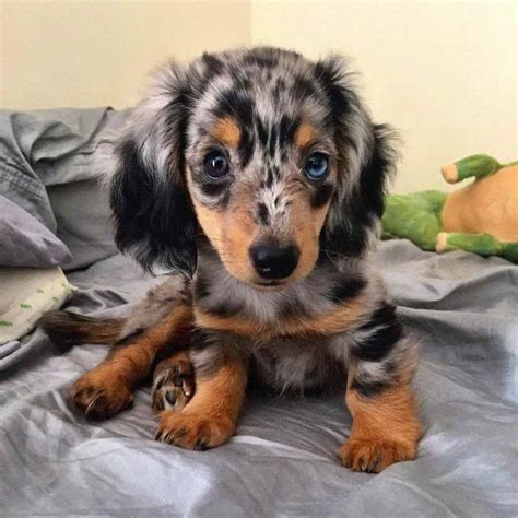 Blue Dapple Dachshund | PETSIDI