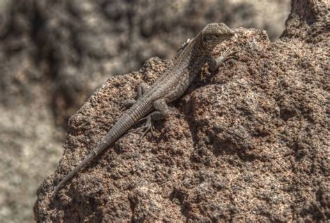 Free picture: animal, wildlife, reptile, camouflage, nature, desert, lizard, wild, ground