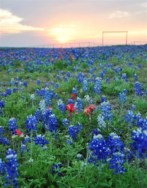 Texas Bluebonnets Wildflower Photography Flower Photo Fine Art Landscape Nature Flower Sunset ...